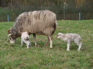 neugeborene Schafe